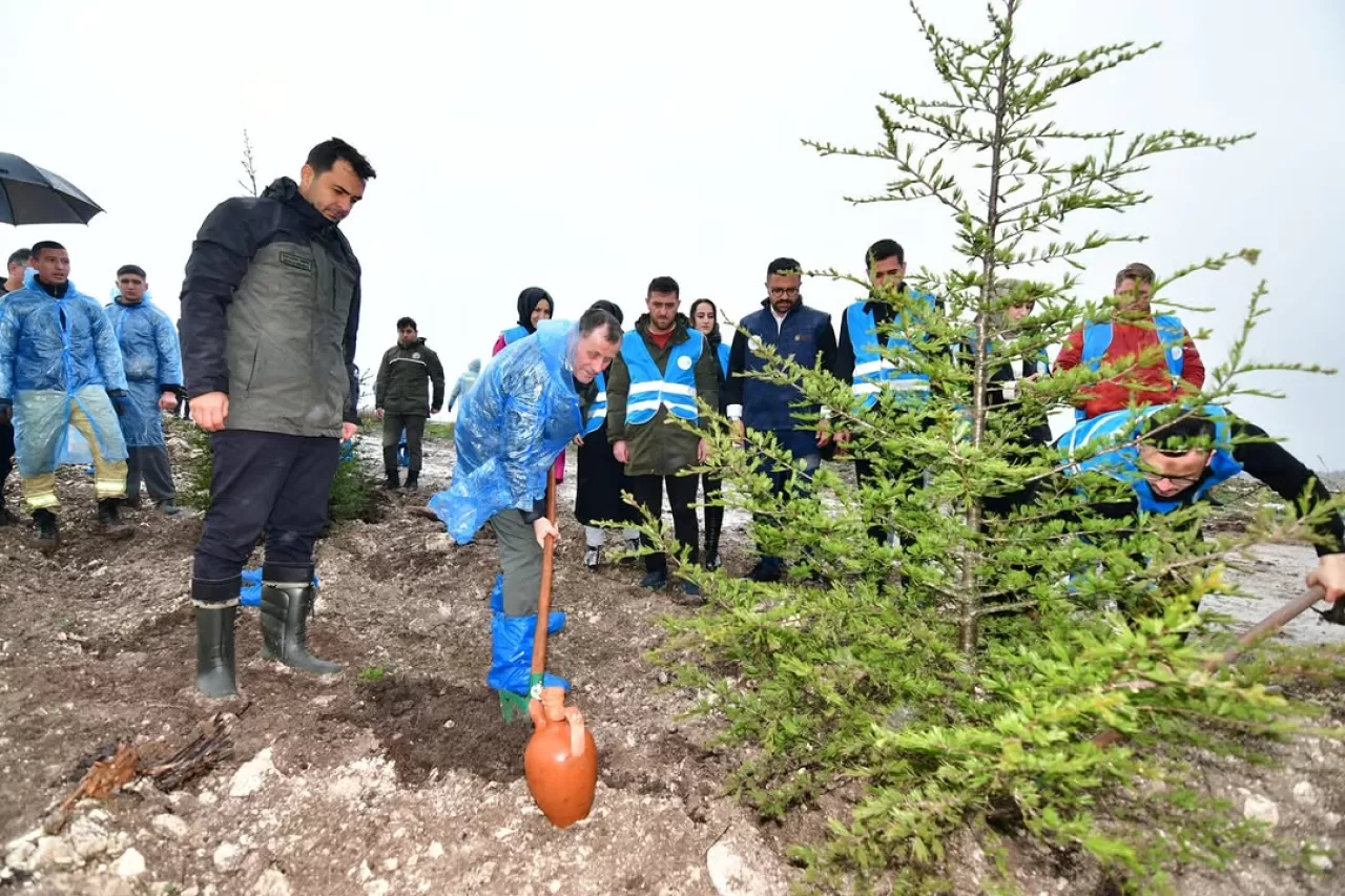 Balıkesir'de Yanan Orman Sahası Yeniden Yeşeriyor