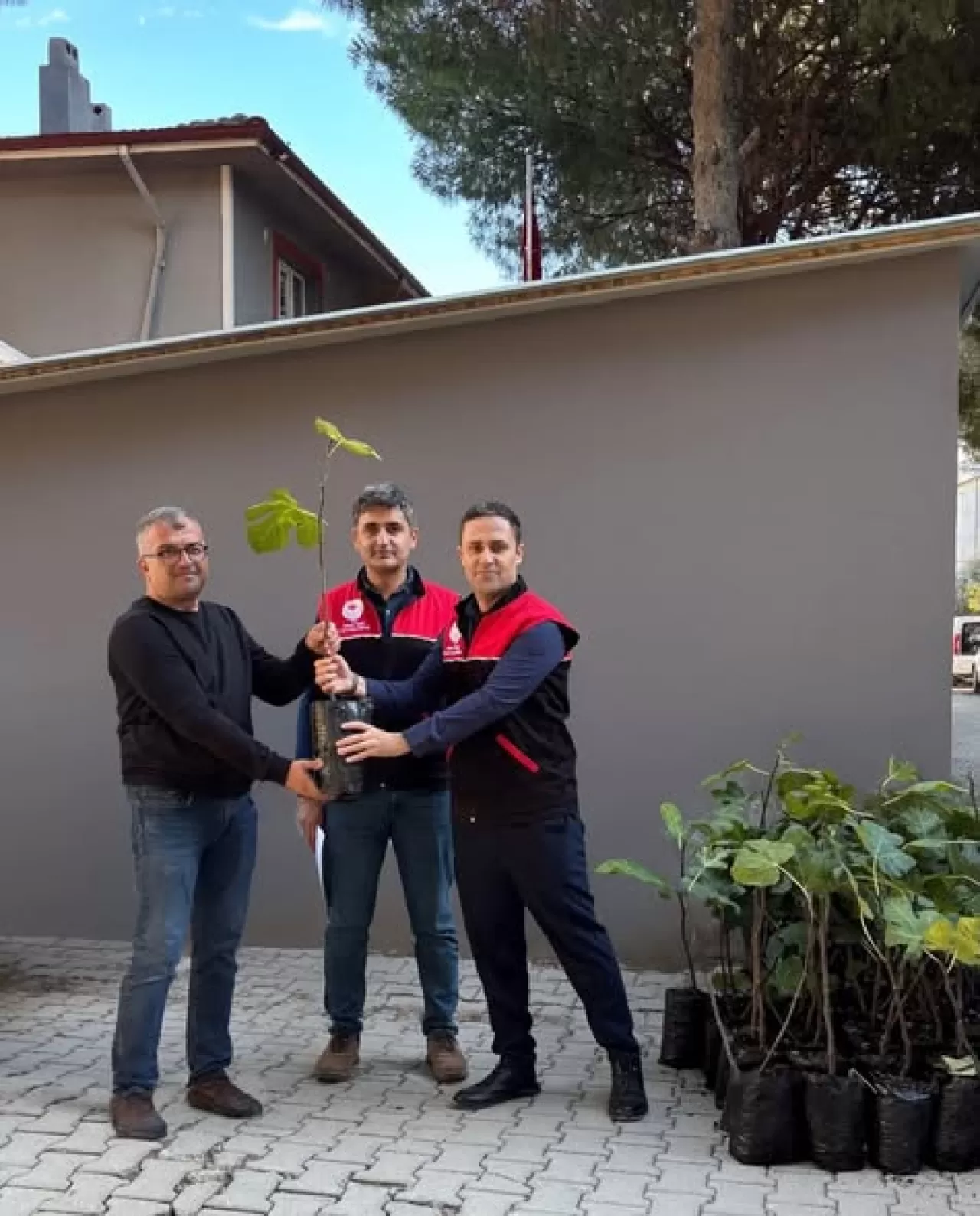 Gömeç'te İncir Üretimine 499 Sertifikalı Fidan Desteği