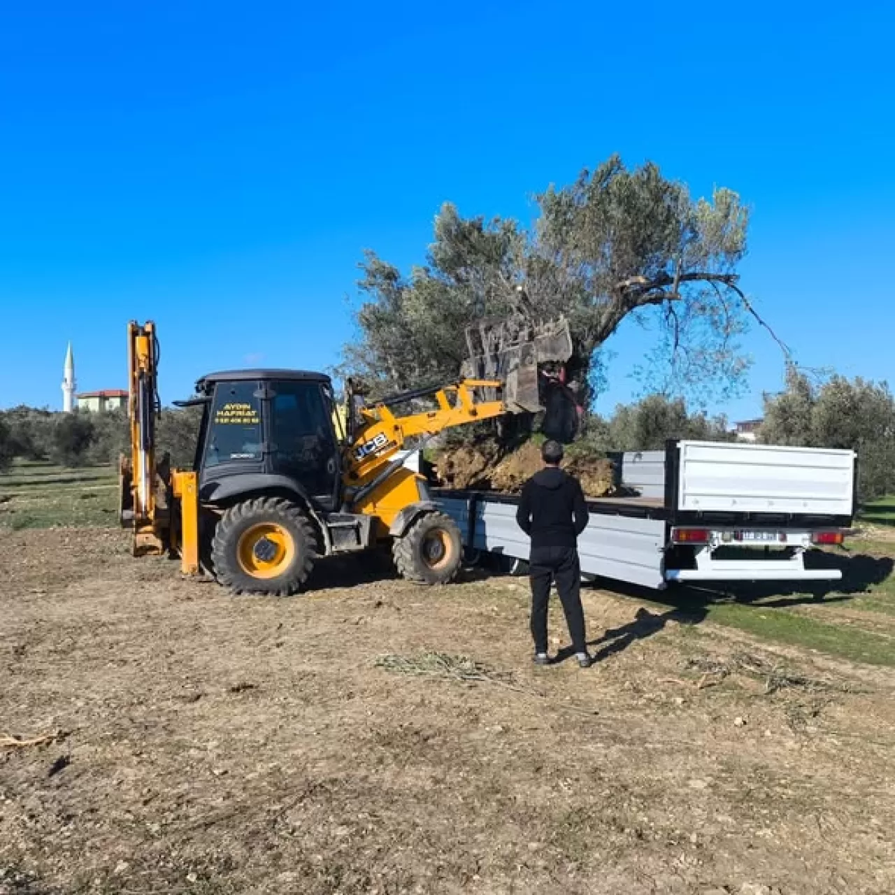 Gömeç'te Zeytin Ağacı Taşıma İşlemleri Sıkı Denetim Altında