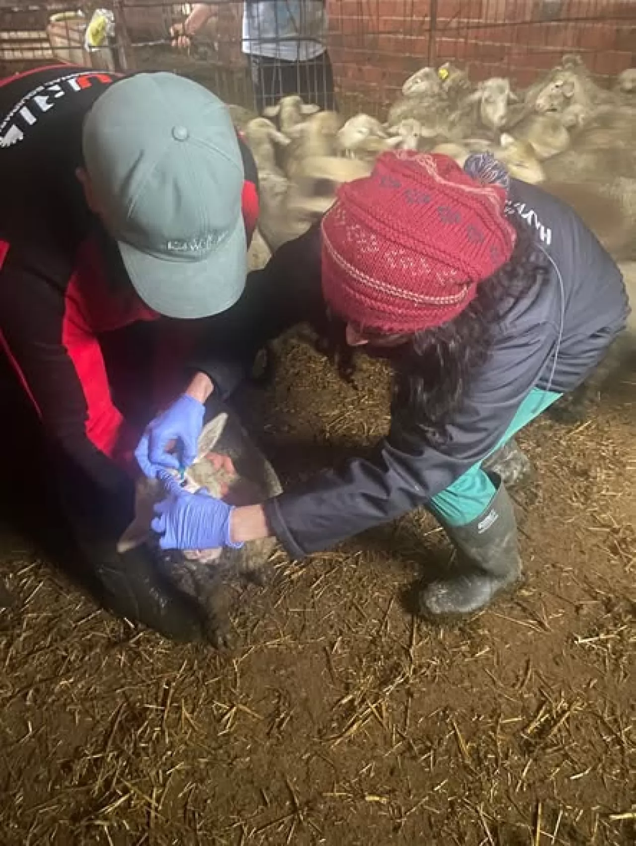 Gömeç'te Küçükbaş Hayvan Aşılama ve Küpeleme Çalışmaları Sürüyor