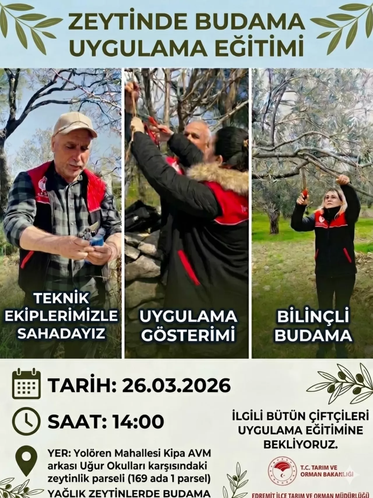 Edremit'te Zeytin Ağaçlarında Budama Eğitimi Düzenlenecek