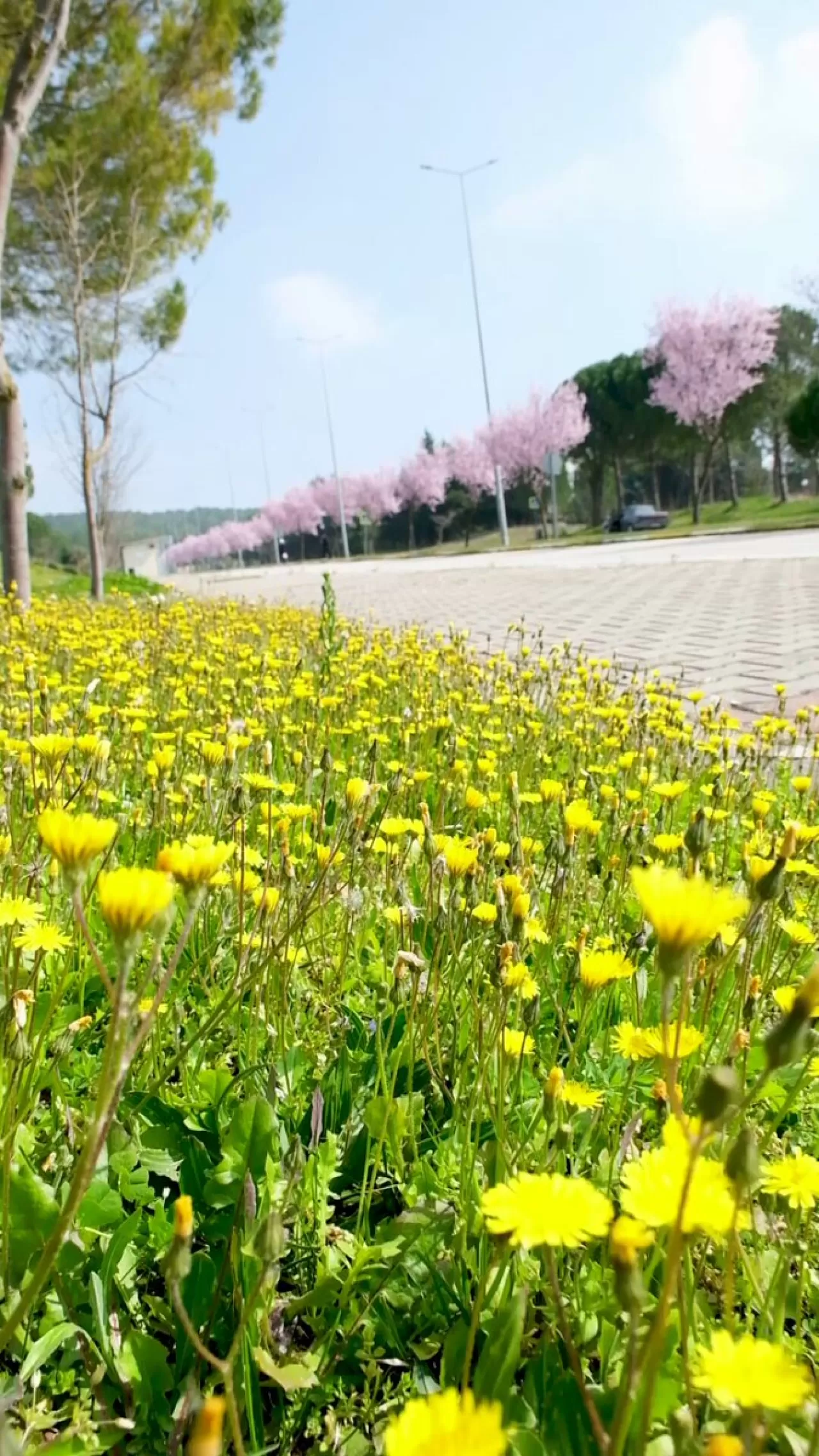 Balıkesir Üniversitesi Kampüsü İlkbaharın Güzellikleriyle Göz Kamaştırıyor