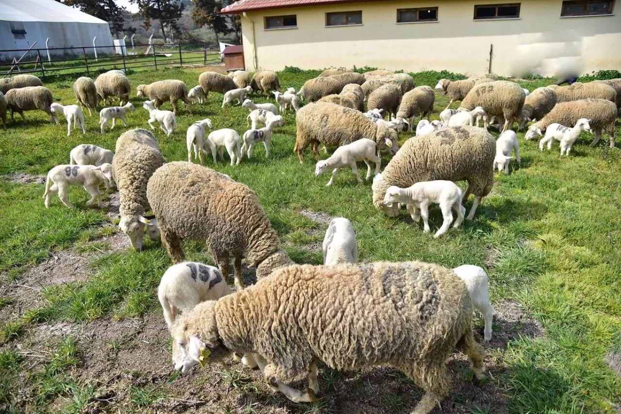 Balıkesir Üniversitesi Çiftliği, Eğitim ve Üretimi Bir Arada Sürdürüyor