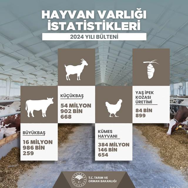 Türkiye'nin 2024 Hayvan Varlığı Açıklandı