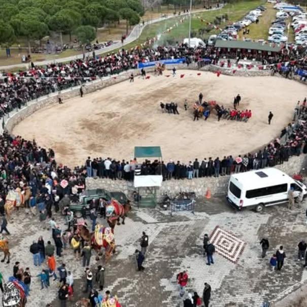 Havran’da Geleneksel Deve Güreşleri Nefes Kesti