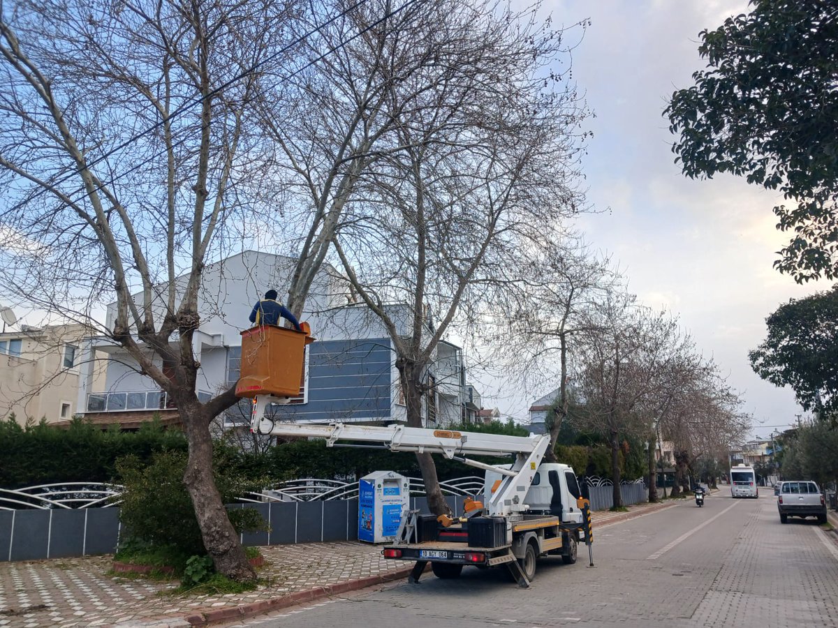 Edremit Belediyesi'nden Ağaç Bakım Hamlesi