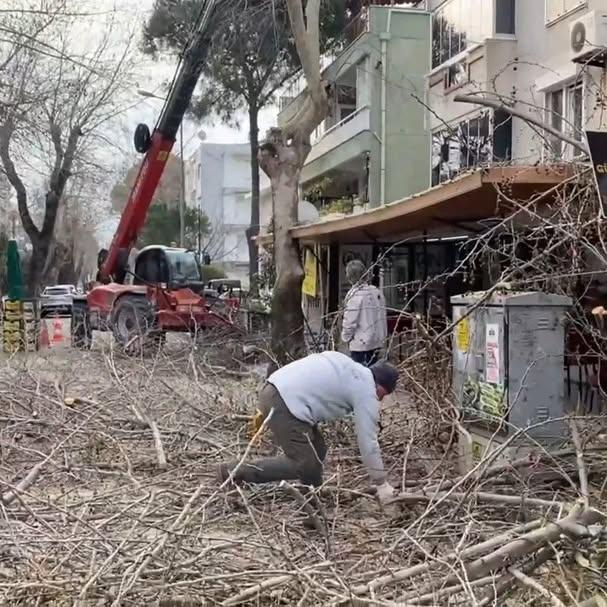 Edremit’te Ağaç Bakım Çalışmaları Sürüyor