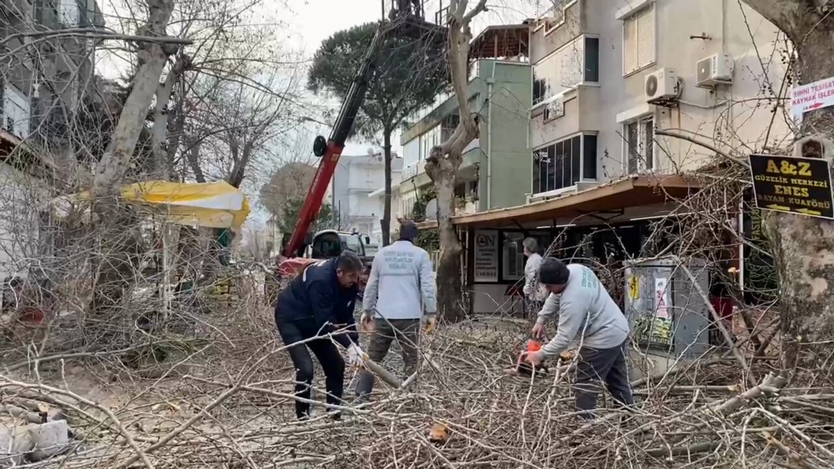Edremit'te Ağaçların Sağlıklı Gelişimi İçin Bakım Çalışmaları Devam Ediyor