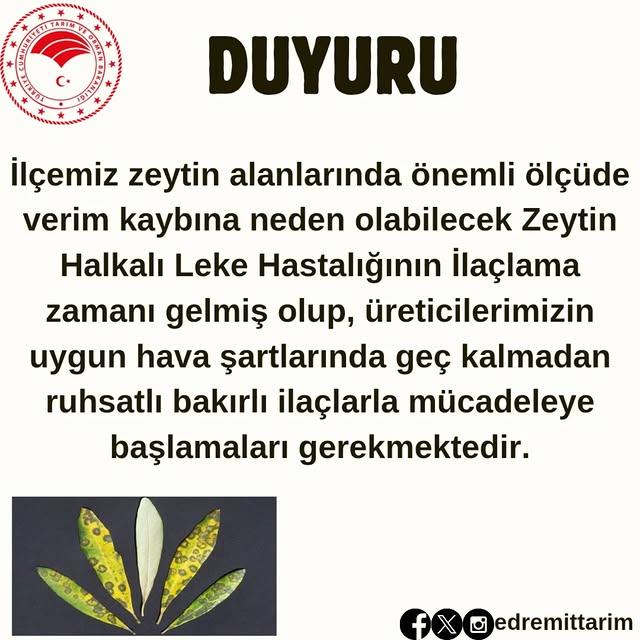 Zeytin Bahçelerinde Halkalı Leke Tehlikesi: Üreticilere Önemli Uyarı